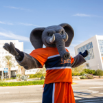 Elephant holding its hands out in an orange and blue tshirt and gym shorts