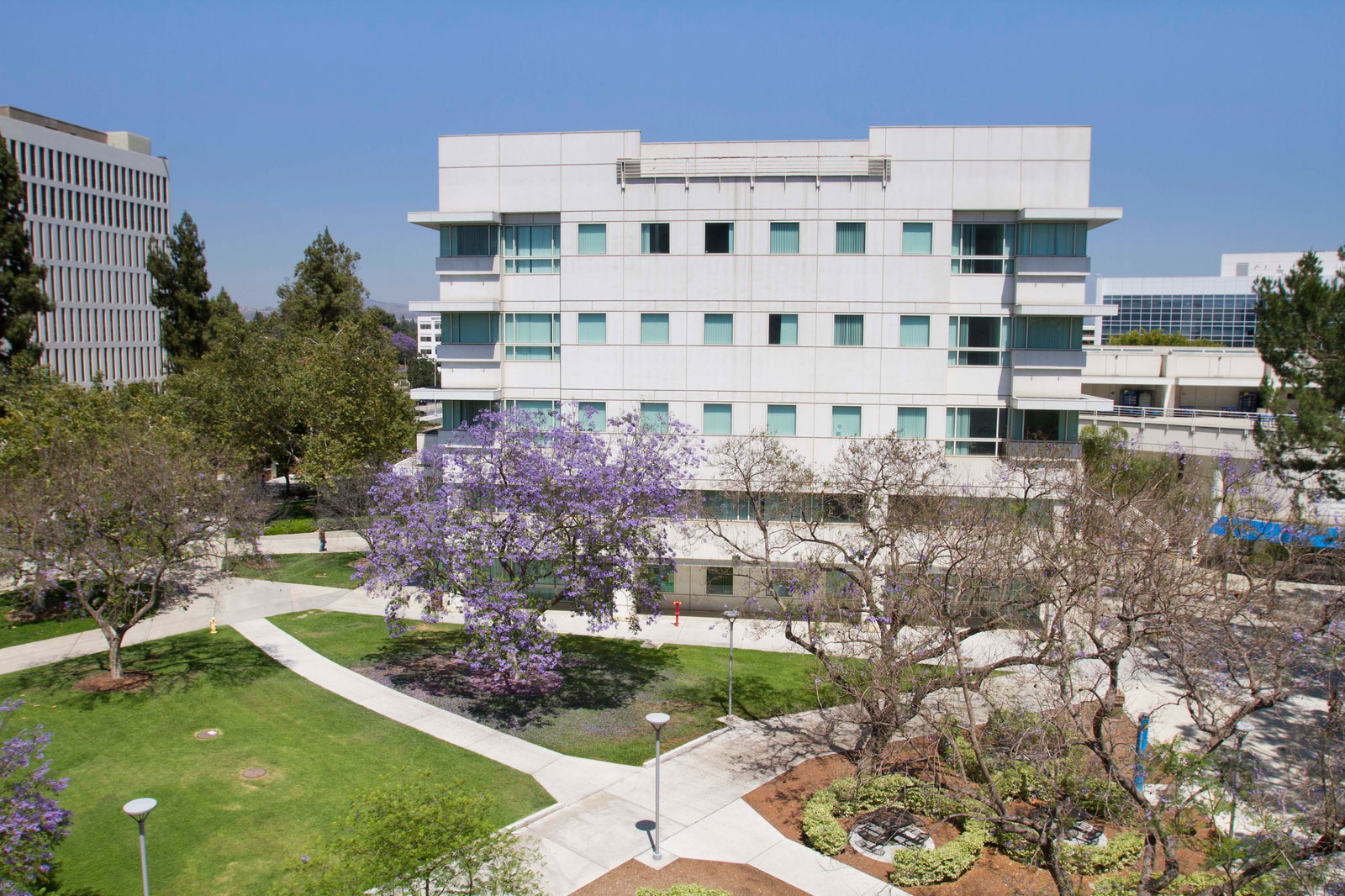 A six story white building with windows with a purple flowering tree in the foreground