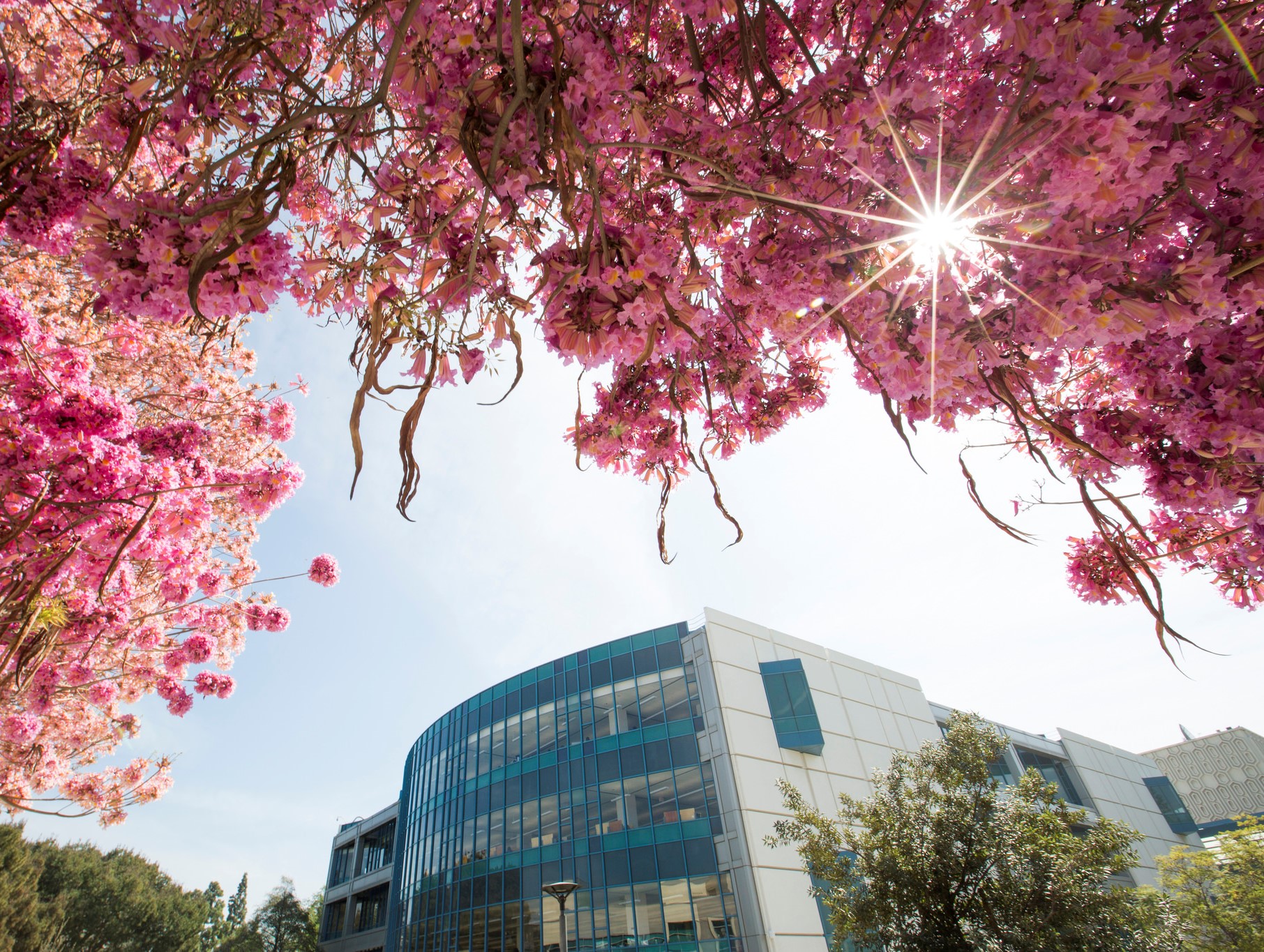 Scenic view of CSUF Library